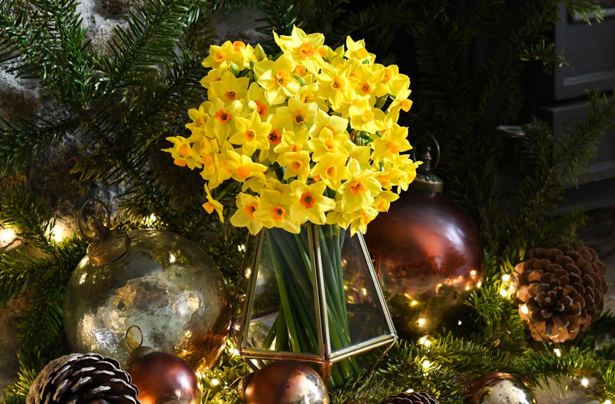 Scilly Flowers at Christmas