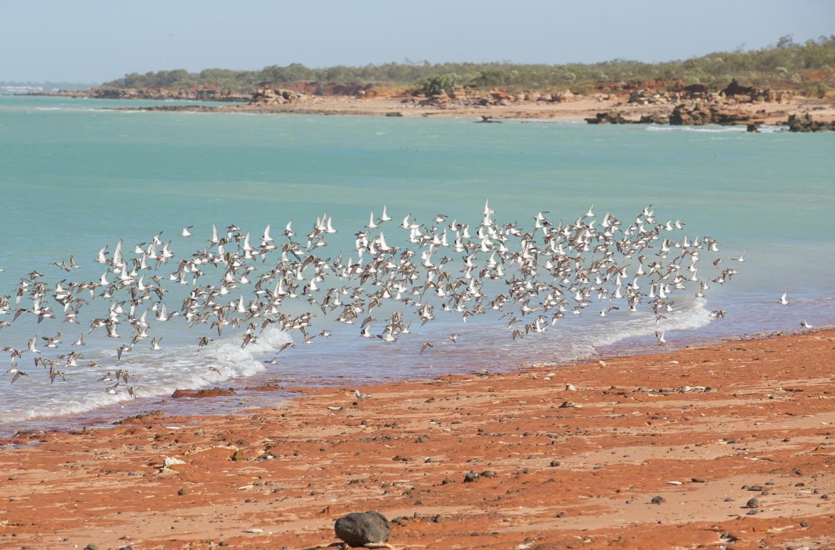 Shorebirds take flight at Roebuck Bay, Broome Western Australia