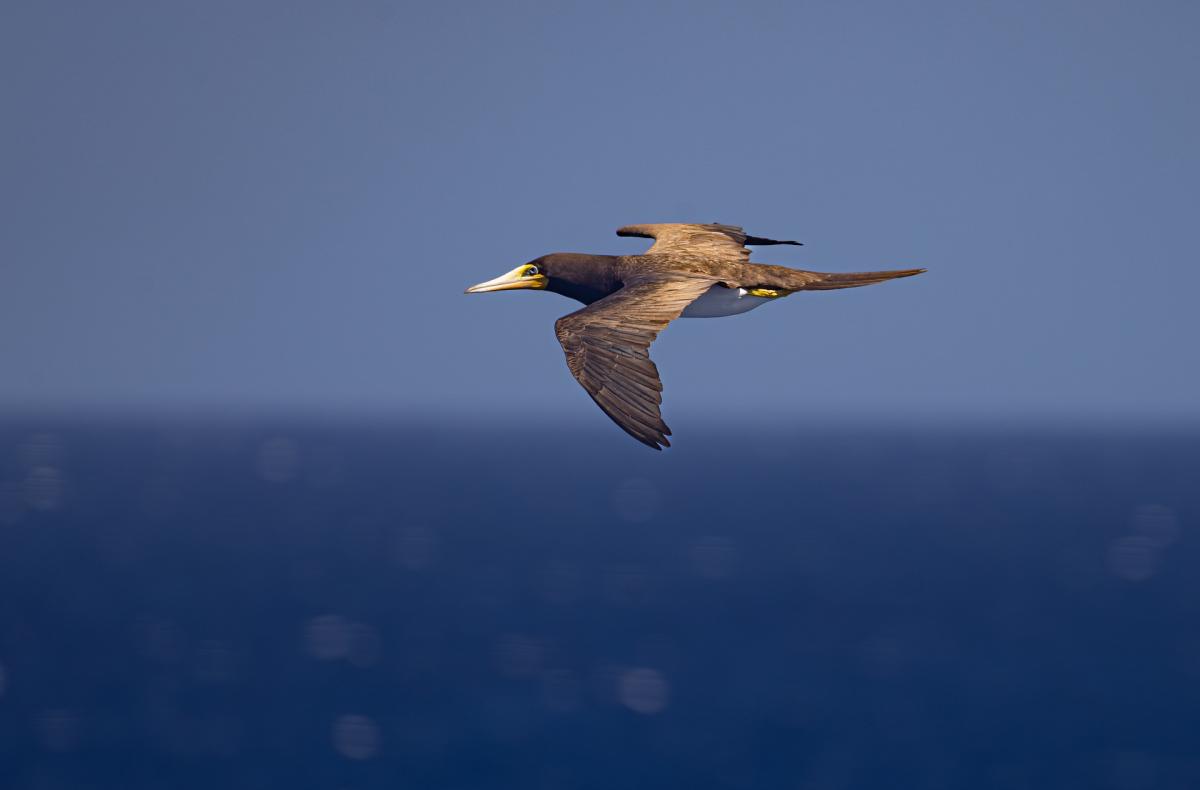Stock image of a Brown Booby in flight over the sea