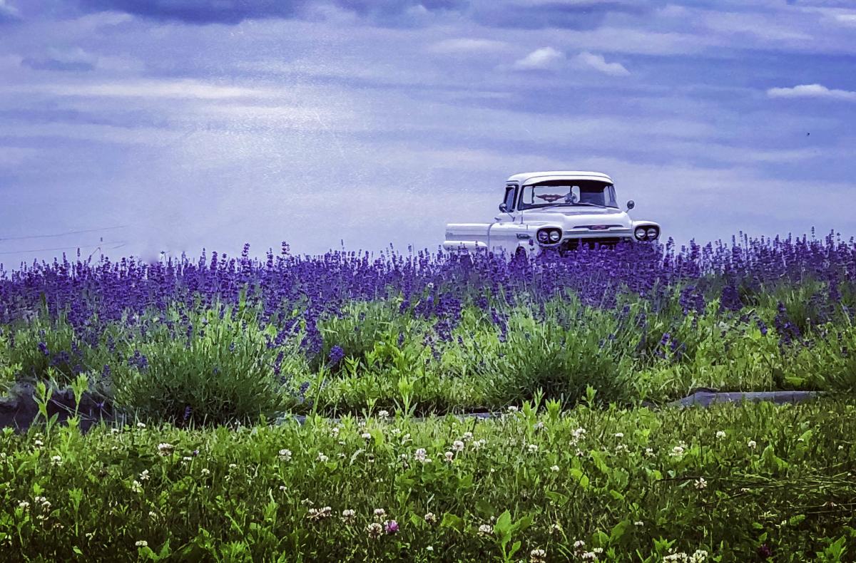 Lavender Fest at SummitWynds