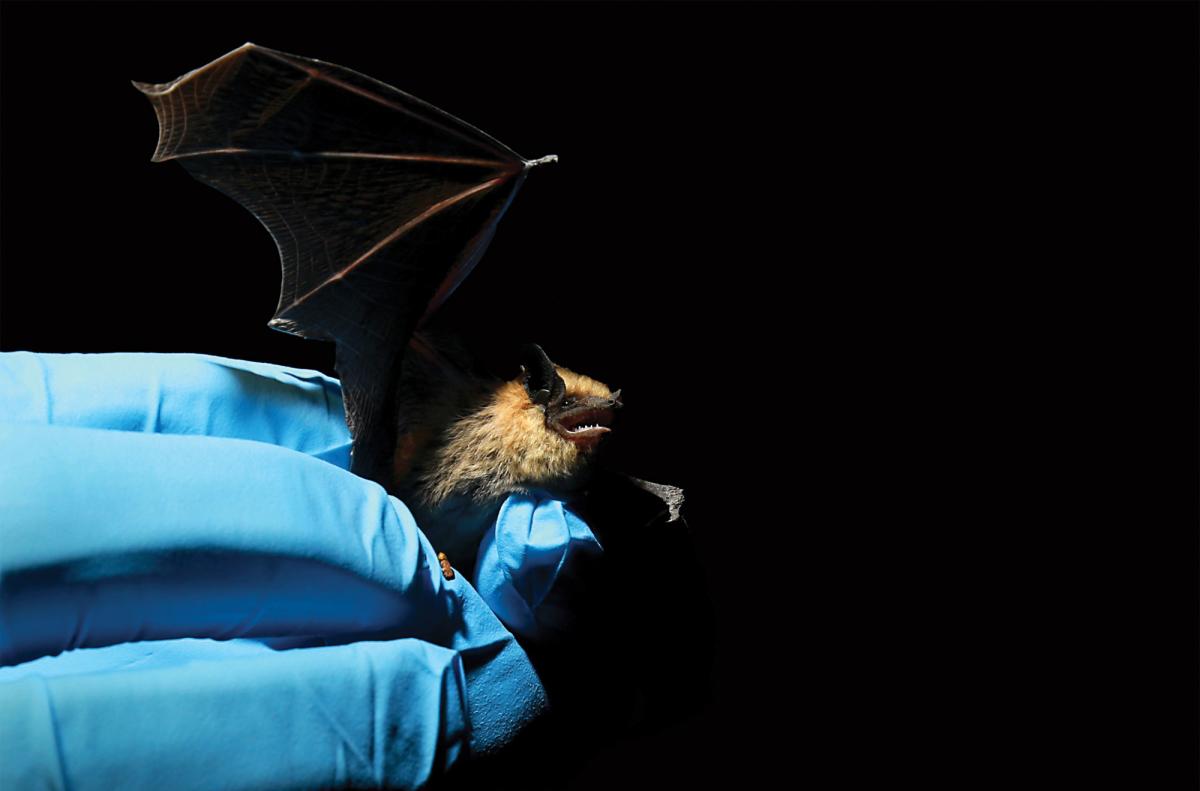 The smallest bat species, a canyon bat.