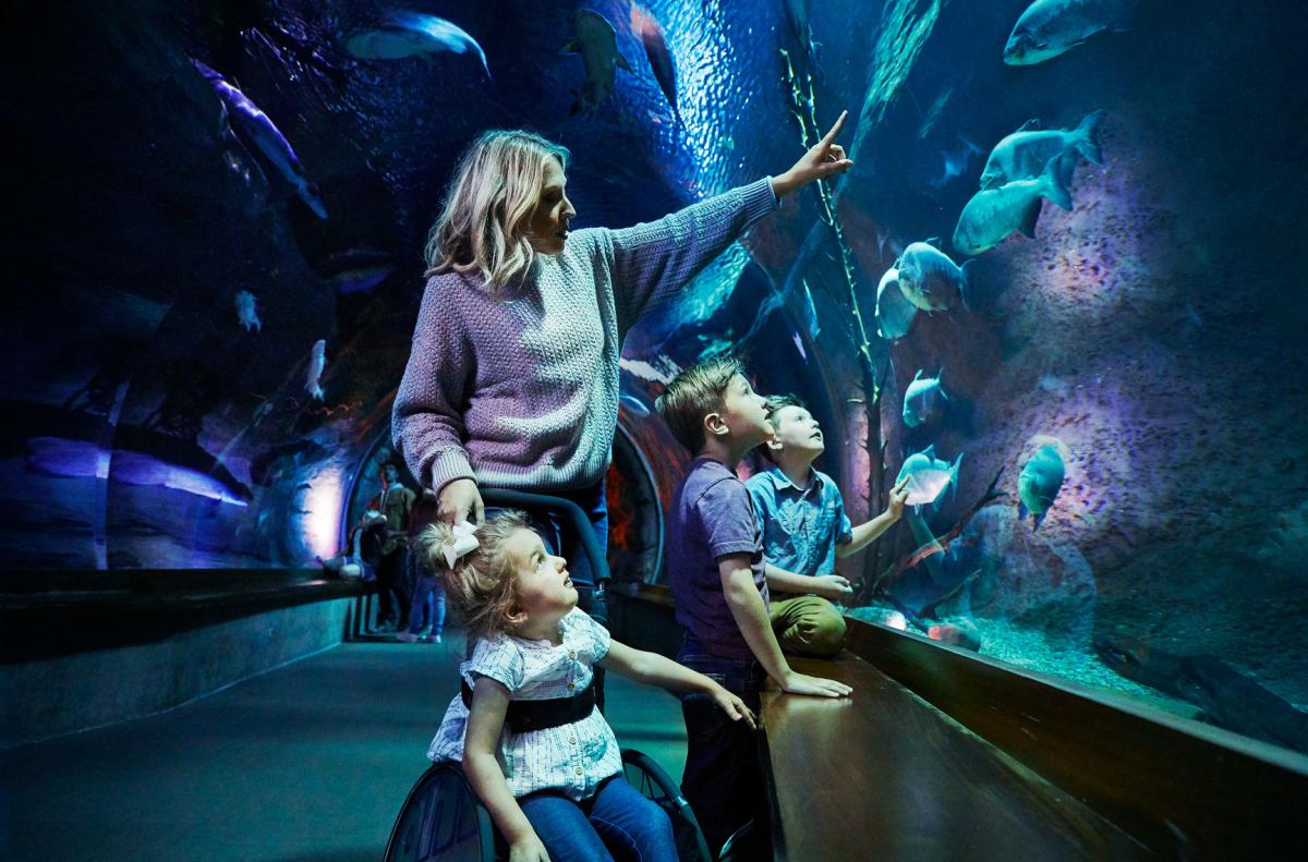 Johnny Morris: Here's when grand opening of WOW Museum and Aquarium will be