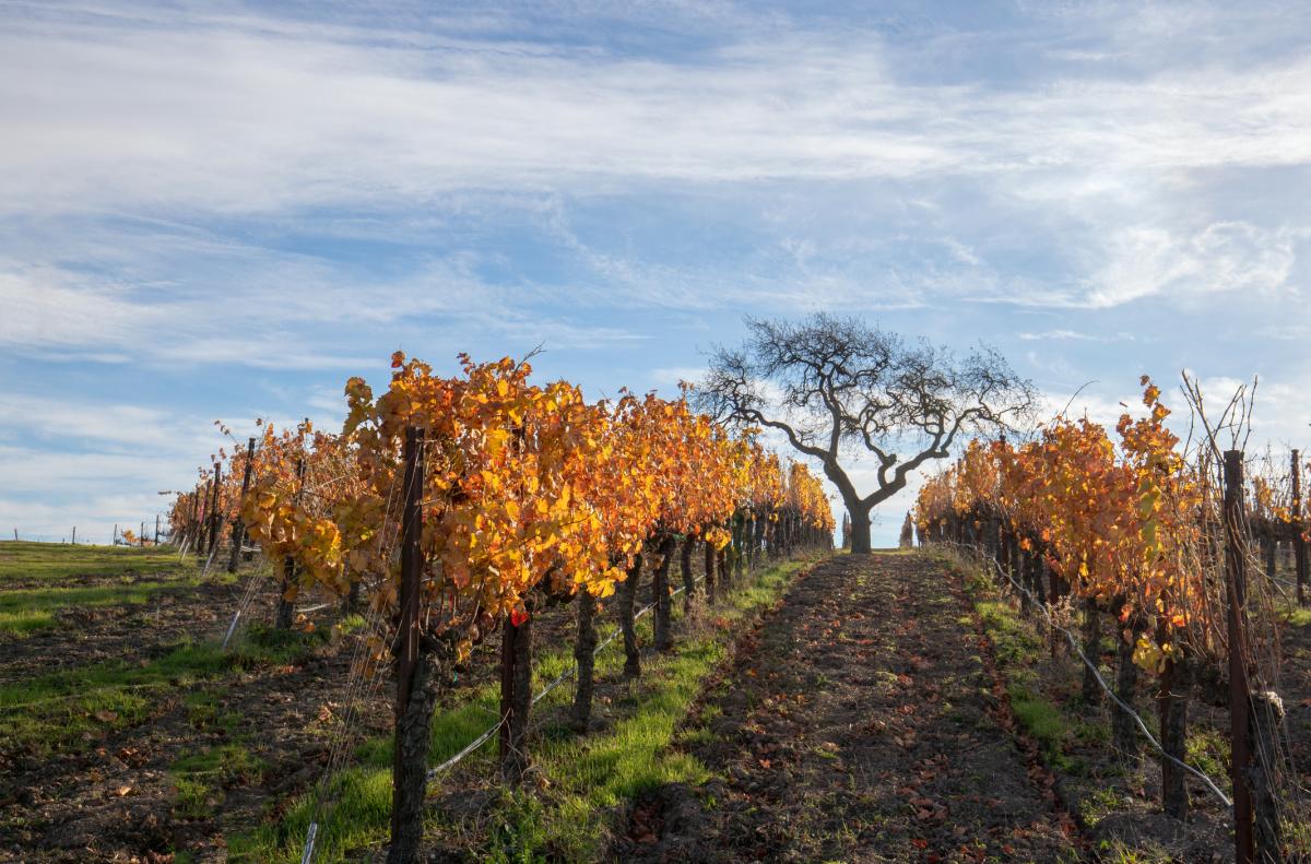 Santa Barbara Vinyard 2