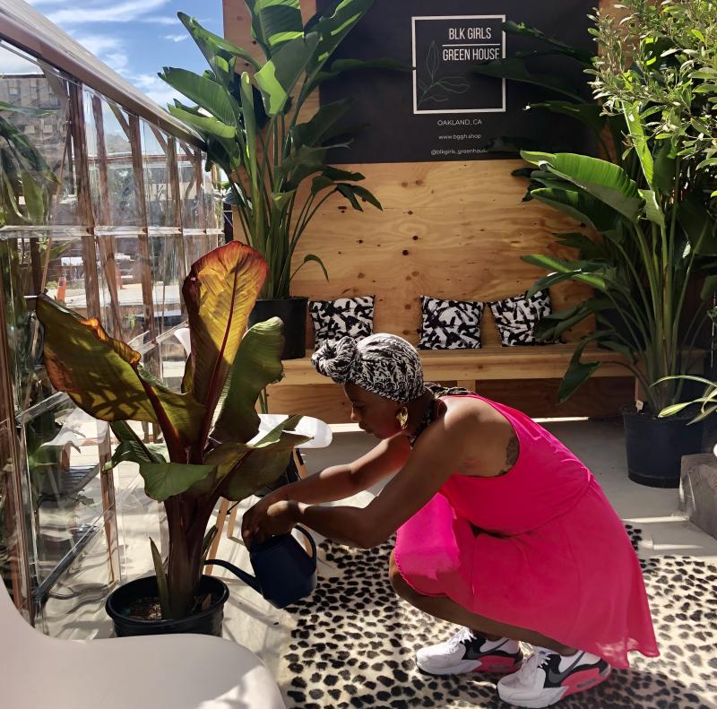 One of the owners of Black Girls Greenhouse tends to a Red Abyssinian Banana Tree plant.