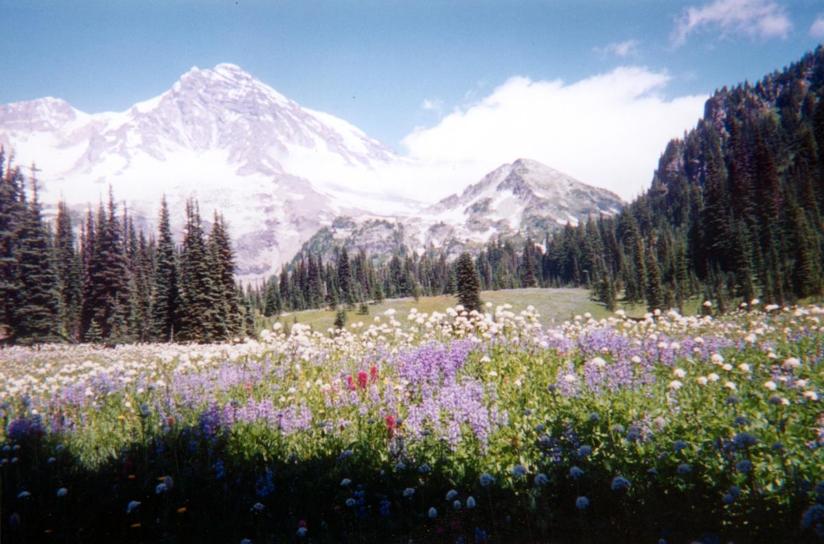 Mount Rainier from Indian Henry | NPS