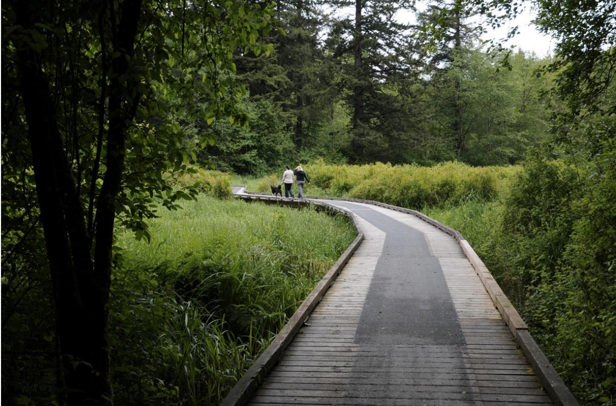 Boardwalk trail in Campbell Valley Regional Park