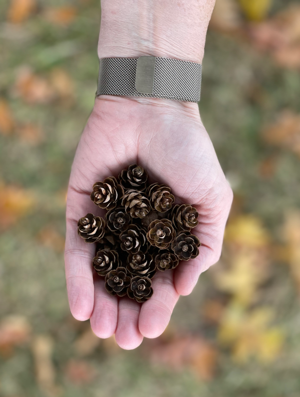 Pinecones