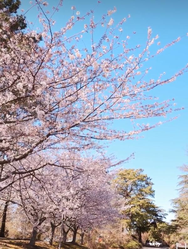 Yoshino cherry trees