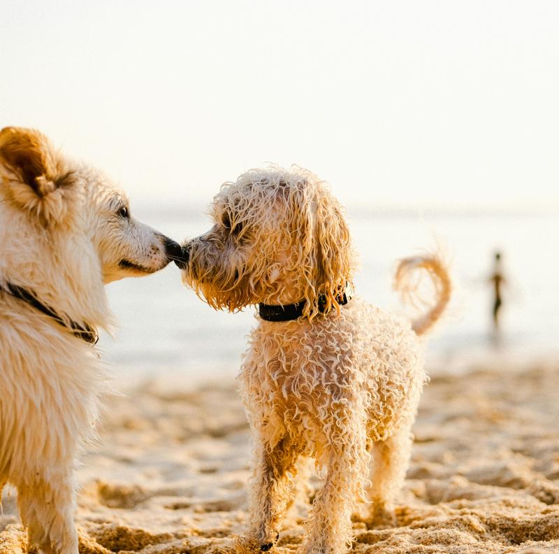 dogs lakes