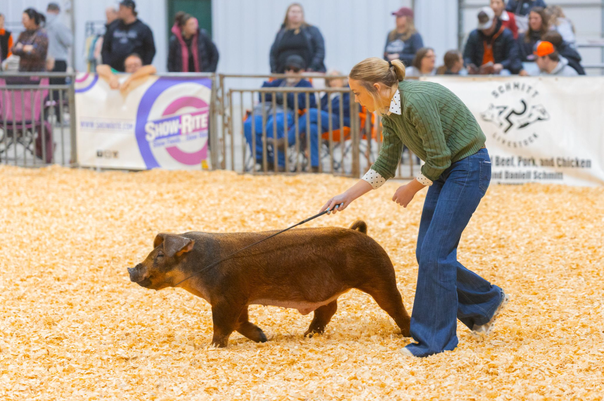 Swine
