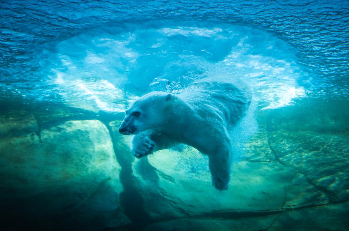 Polar bear swimming at the Columbus Zoo and Aquarium