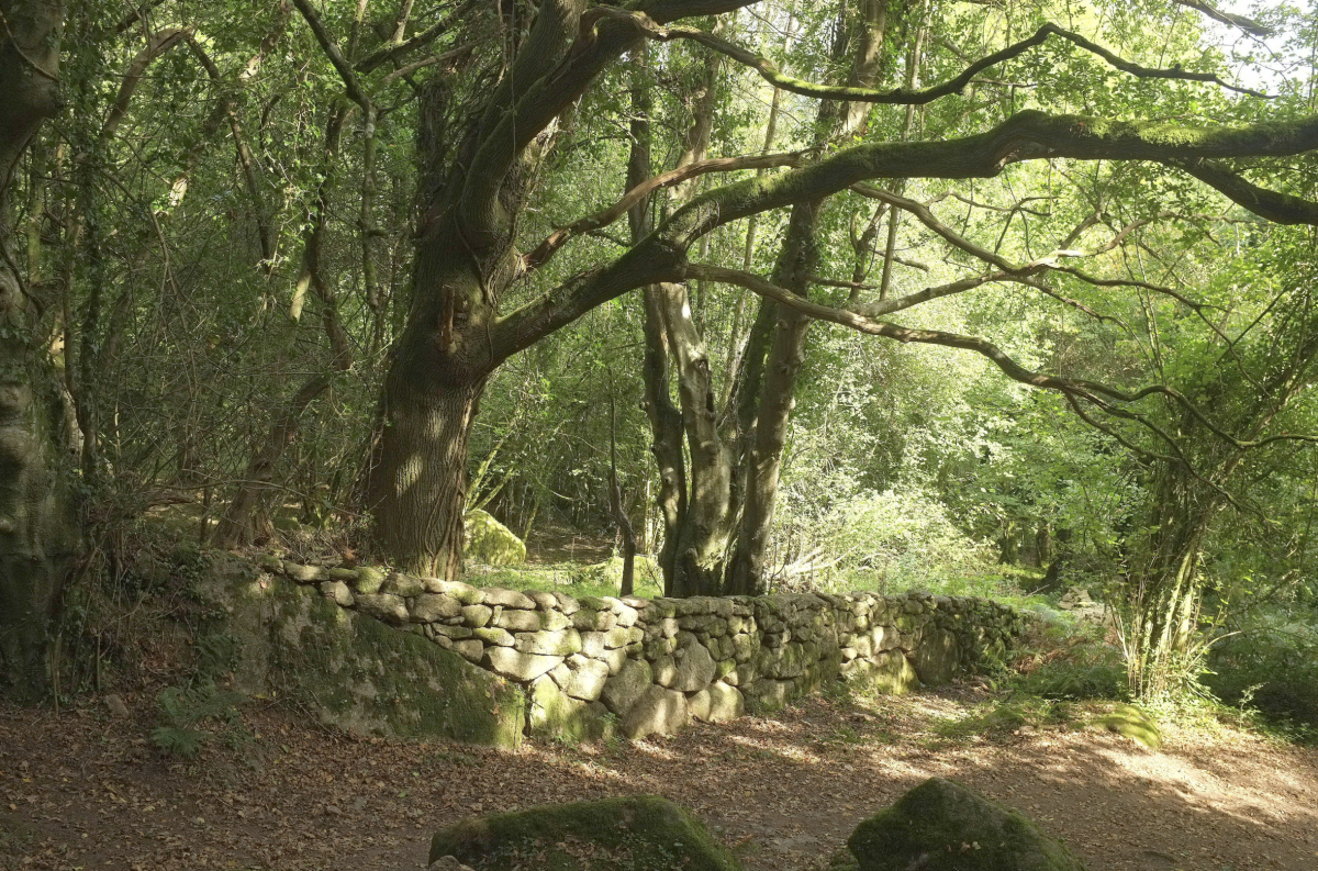 Ancient woodland with large, moss-covered trees casting shadows over a winding stone wall. Sunlight filters through the leaves, creating a serene, mystical atmosphere.