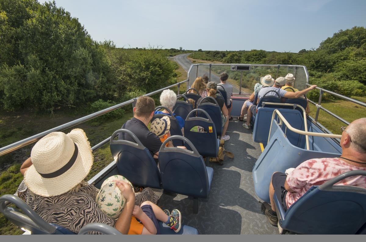 New Forest Tour Bus - Top Deck