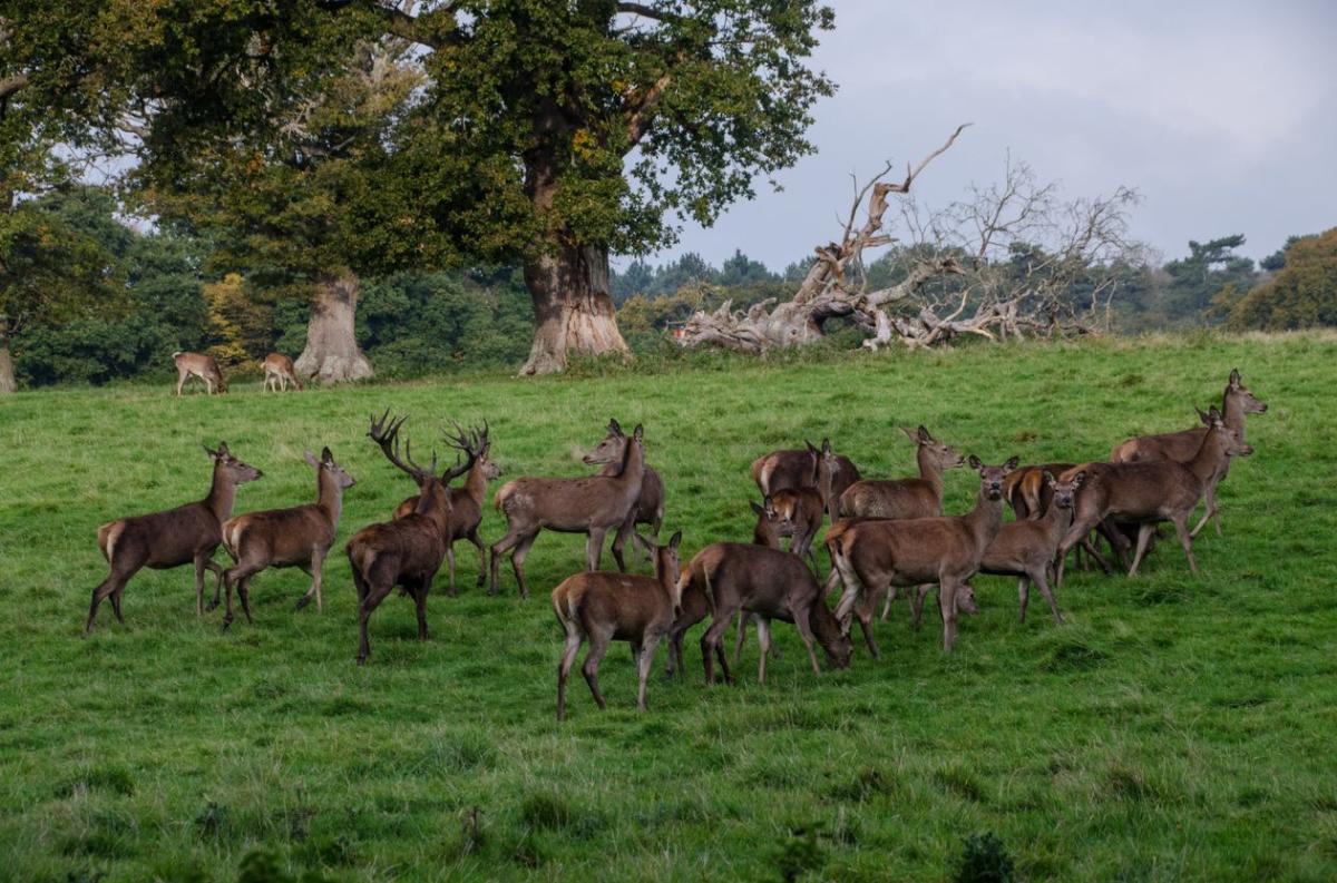 Knepp Wildlands Red Deer