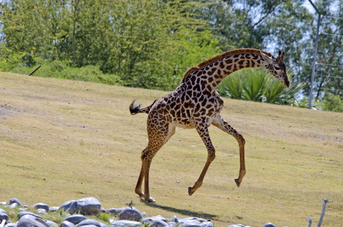 a giraffe playing at the Phoenix Zoo