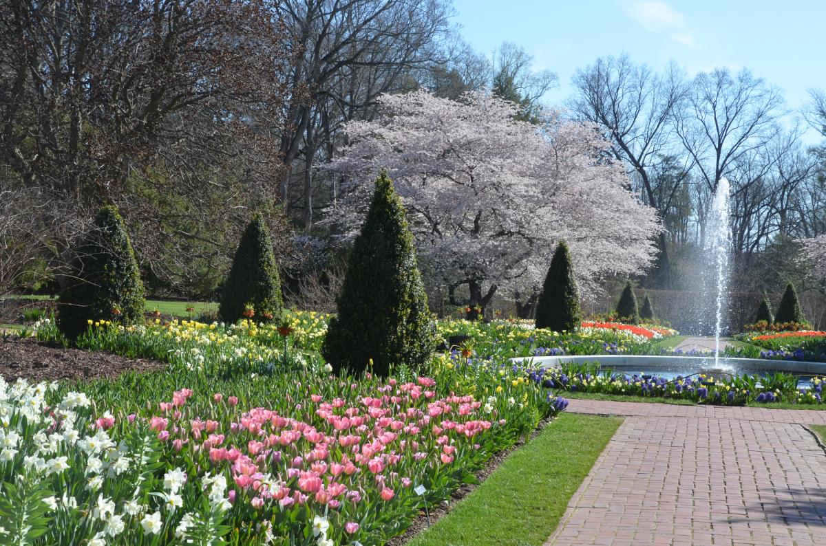 Tulip Garden at Longwood Gardens