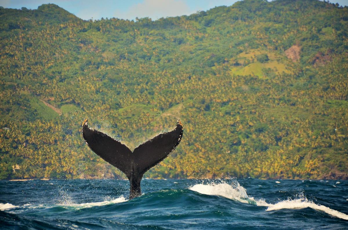 Ballena Jorobada. Samaná