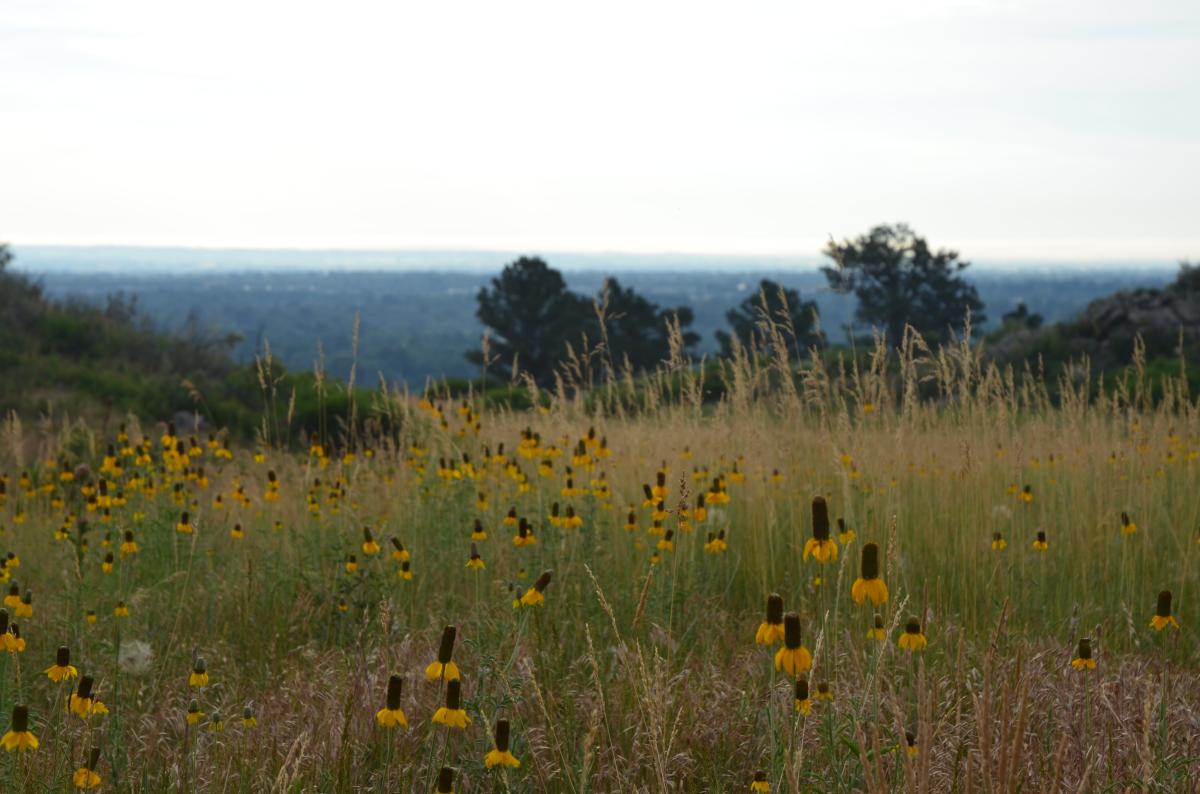 Maxwell Open Space