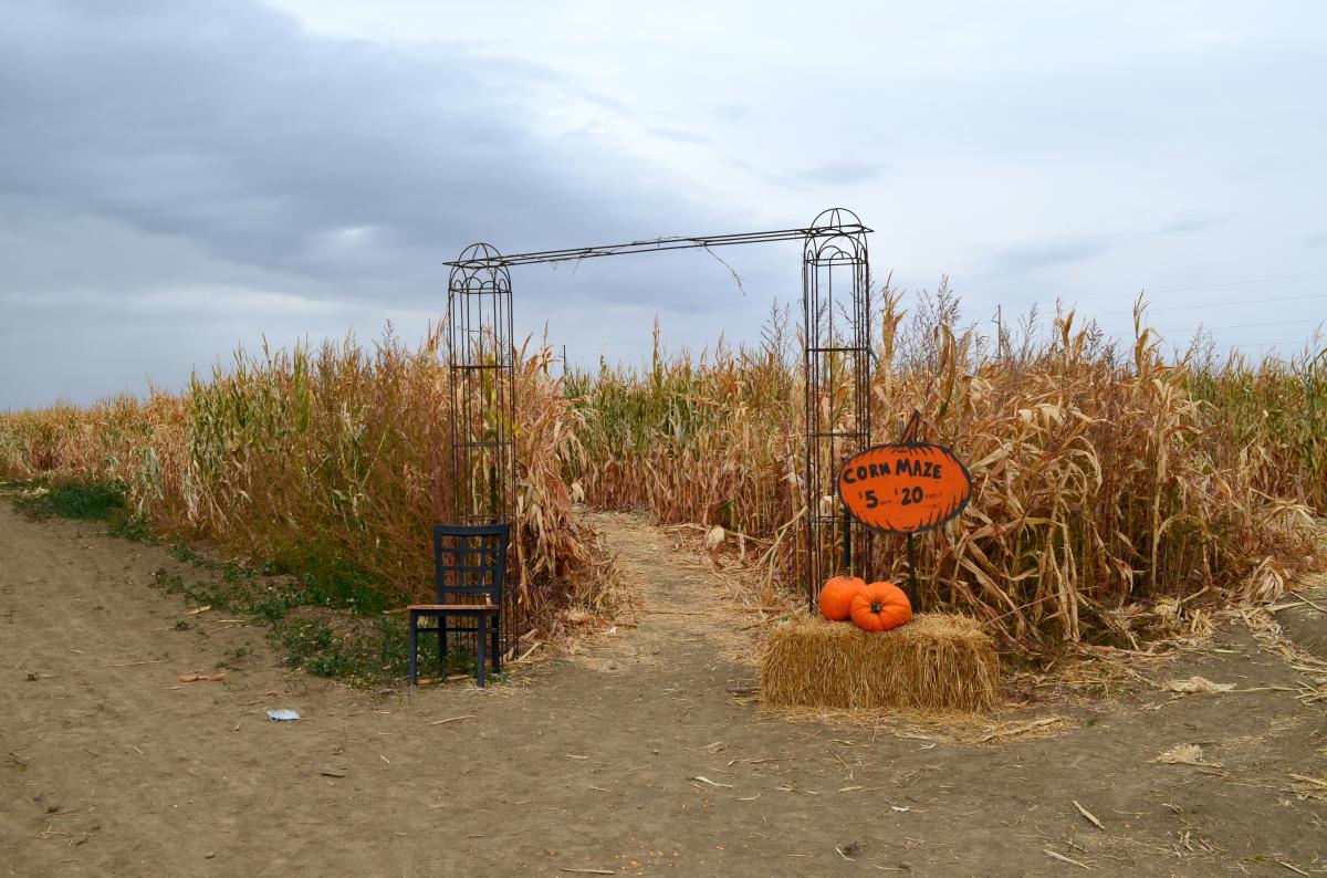 entrance to corn maze