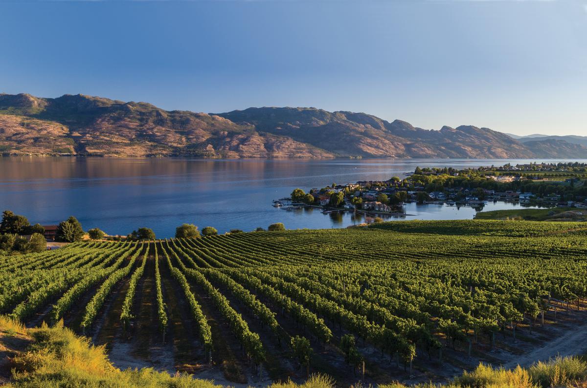 Rows of grapevines border a lake at Quails' Gate Winery in West Kelowna, BC