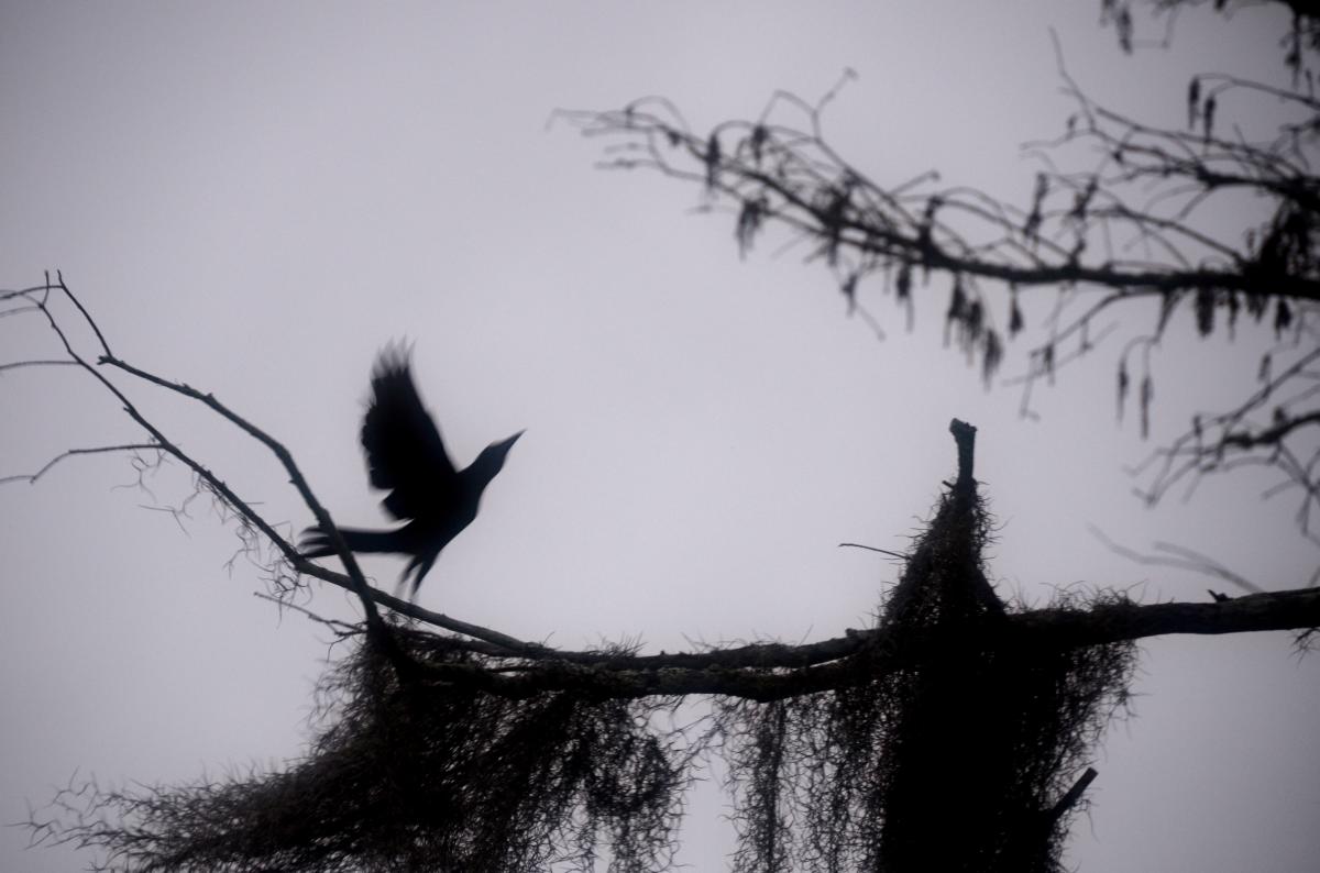 Bayou Vermilion Excursion: Bird on a Branch