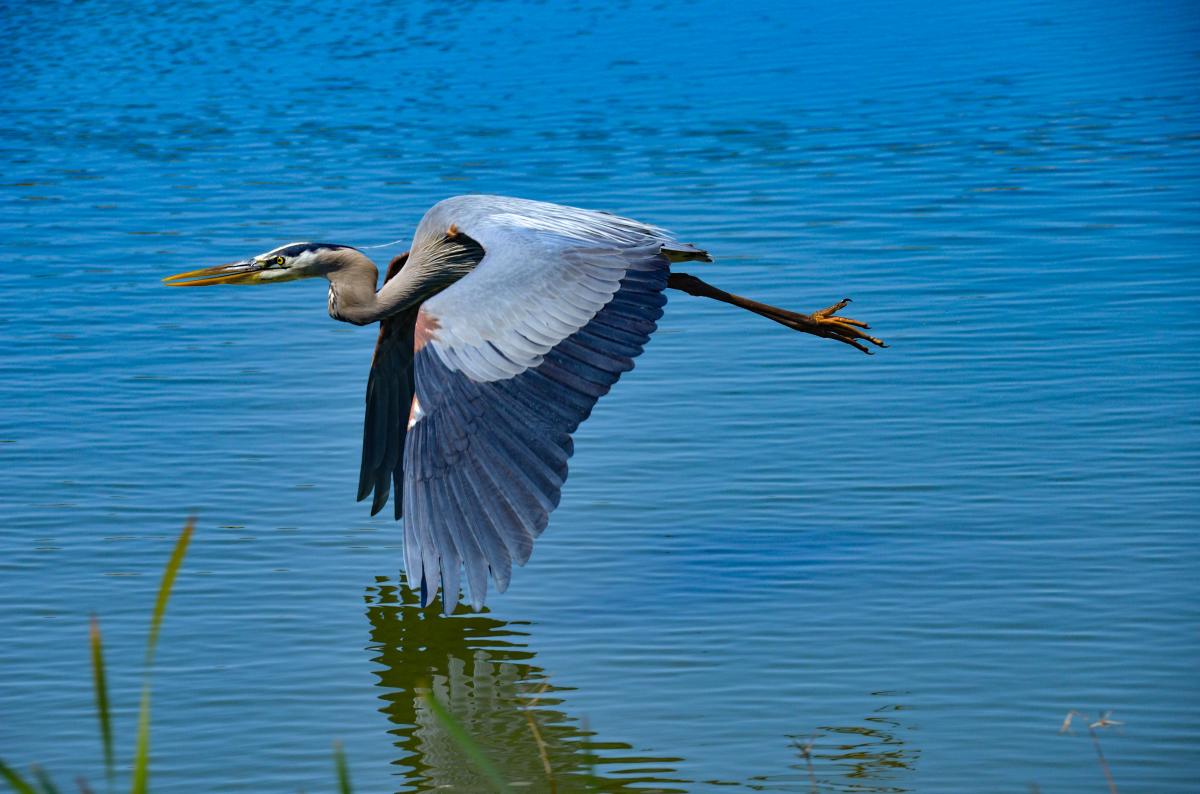 Great Blue Heron Howard Winkler/Audubon Photography Awards