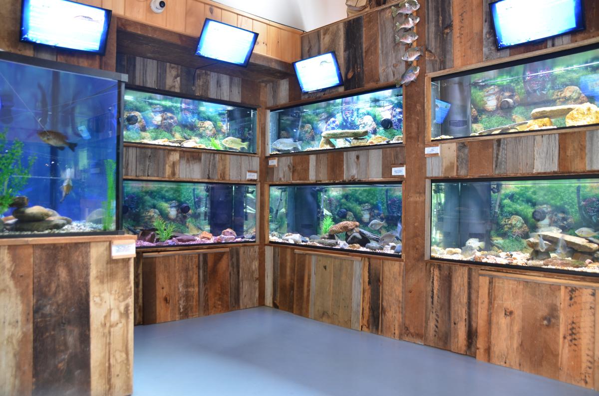 Bryson City Aquarium