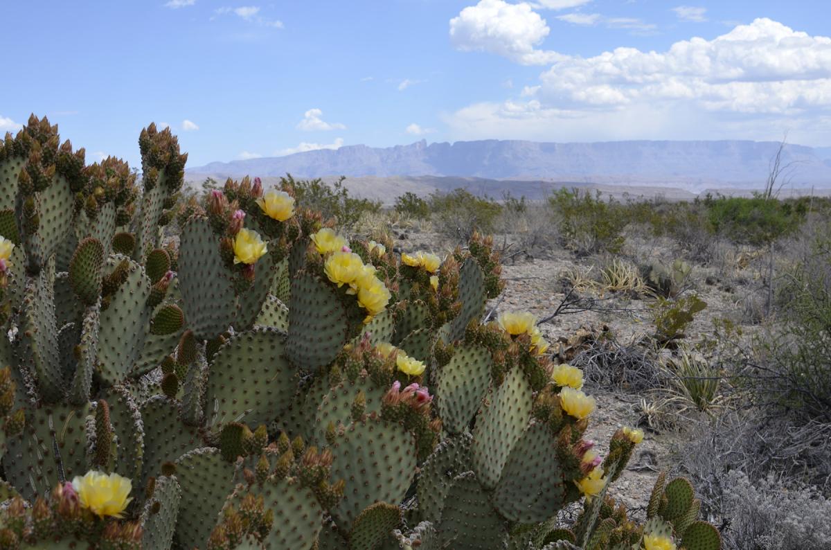 CactusVista_BigBendNP