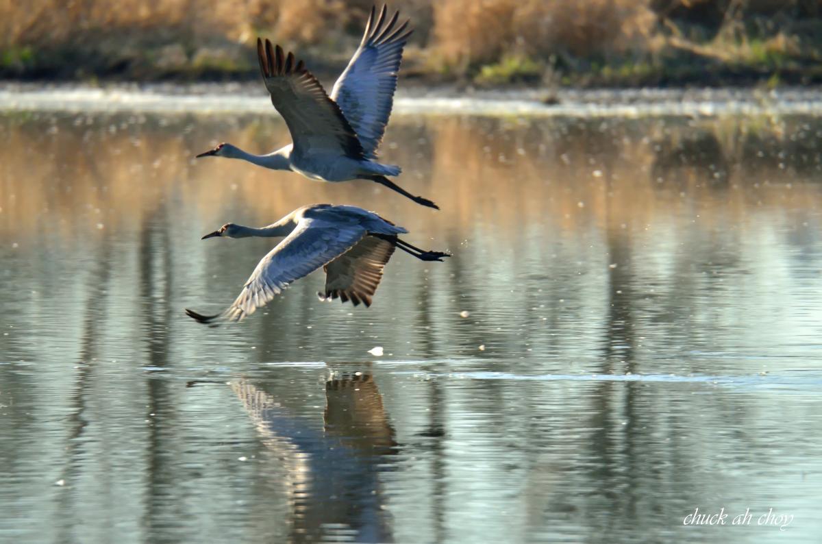 Ridgefield National Wildlife Refuge