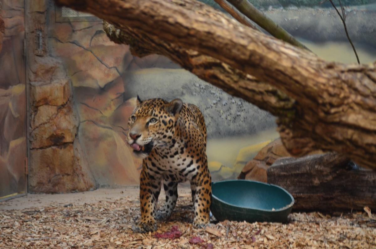Elmwood Park Zoo Jaguar Cub