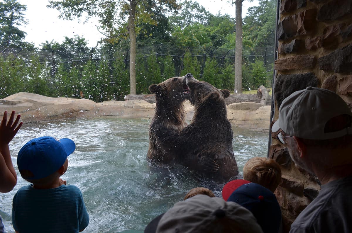 Kids looking at Akron Zoo Bears