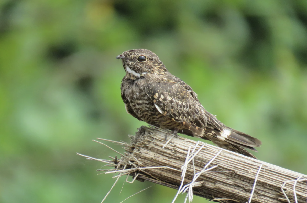 A small bird with mottled brown plumage perches on a weathered wooden post in a lush green setting, conveying calmness and natural beauty.