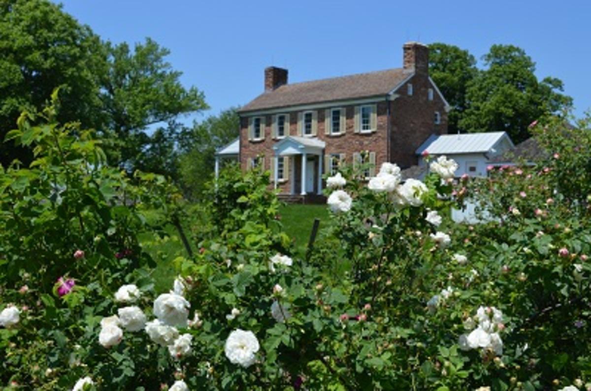 rose bushes with a historic building in the background