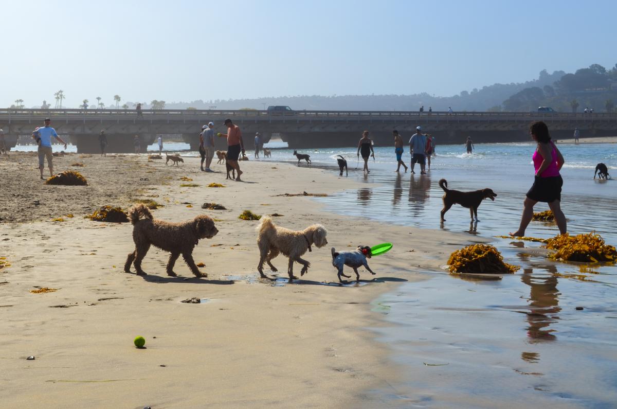 Del Mar Dog Beach