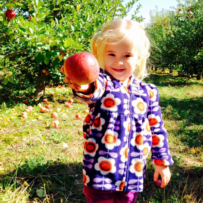 Apple Picking at Paulus Orchards