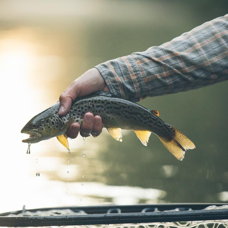 Fly-fishing on the Yellow Breeches Creek