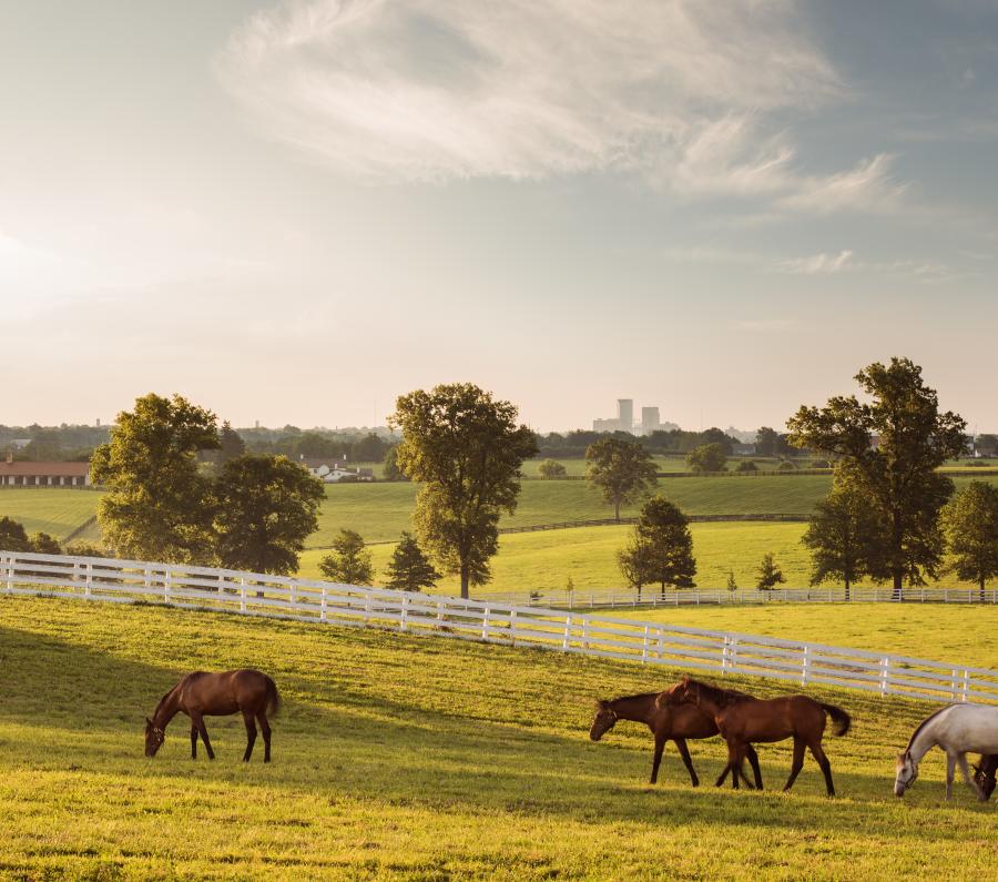 Breathtaking rolling hills and fence-lined pastures.