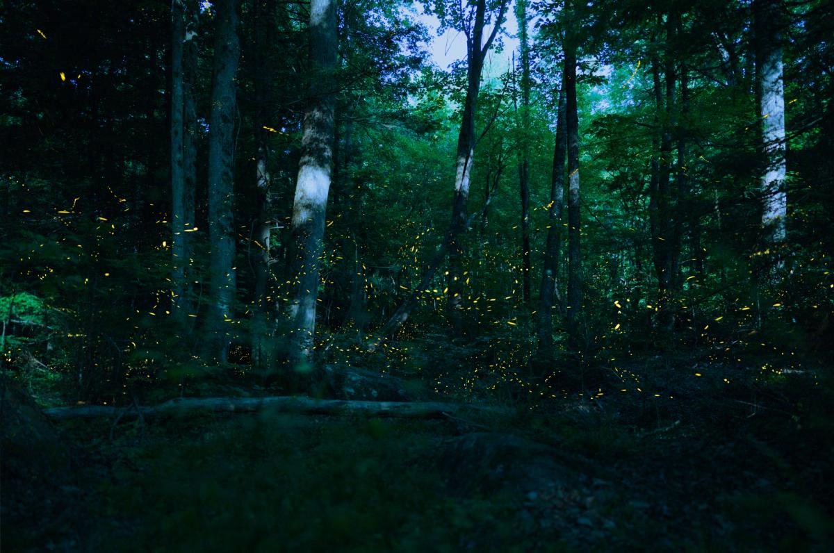 Synchronous Fireflies