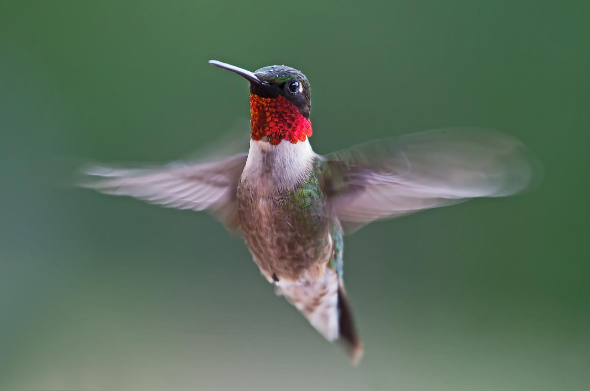 Ruby-throated Hummingbird