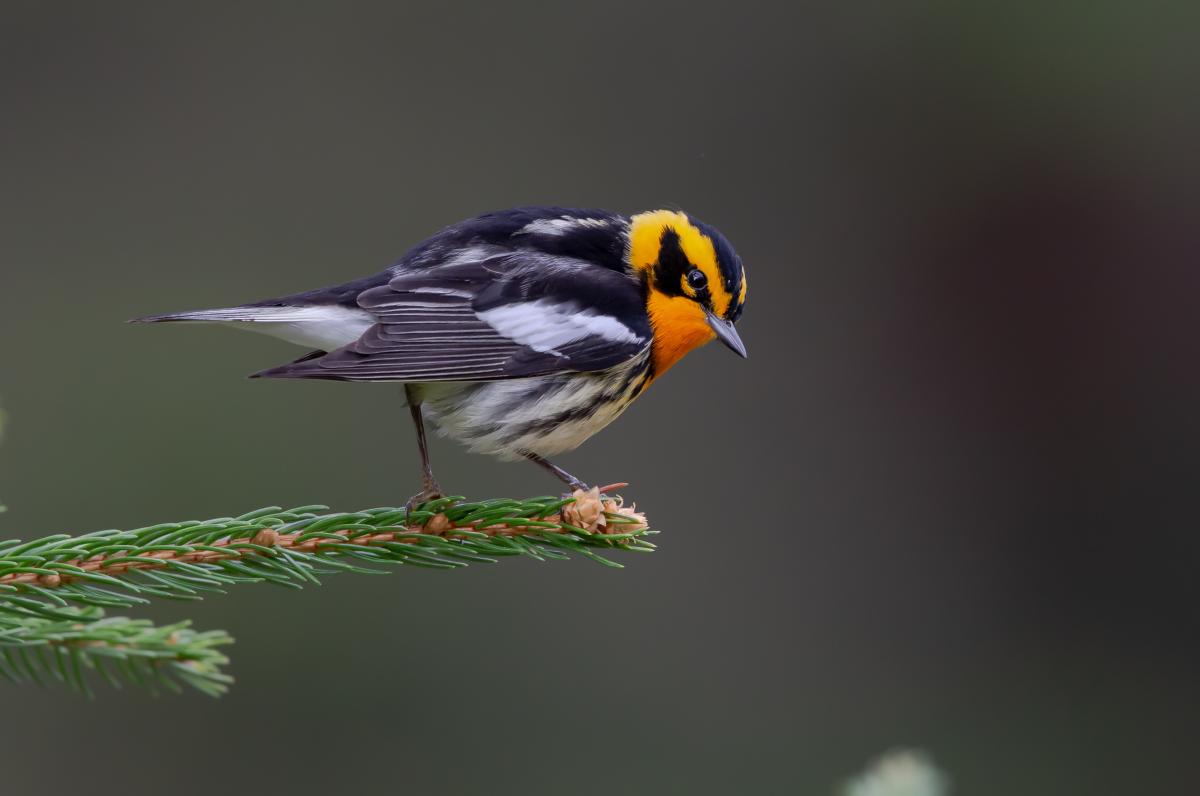 Blackburnian Warbler