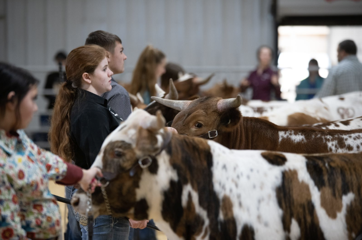 Cattle