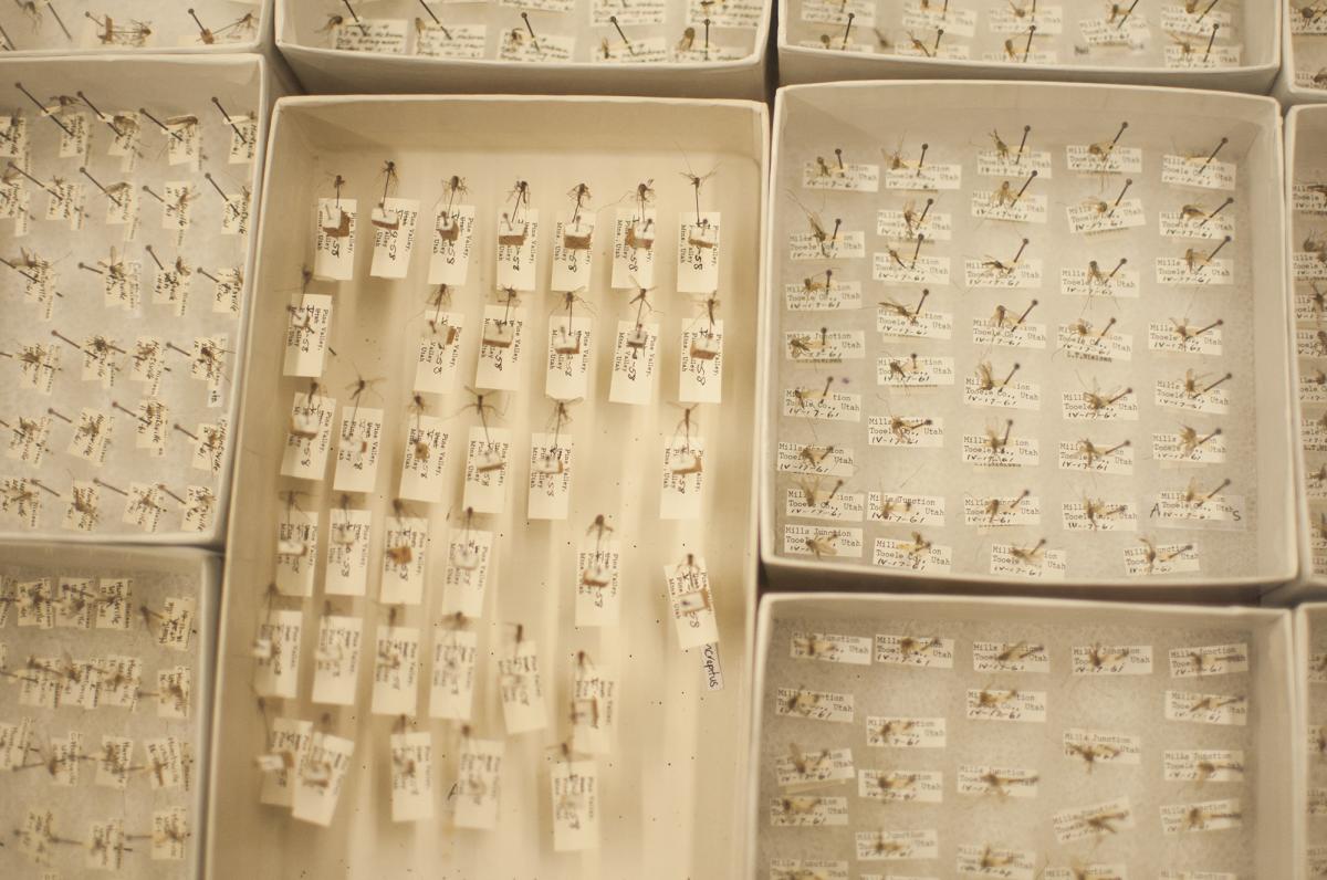 Insect Collection at the Natural History Museum in Utah