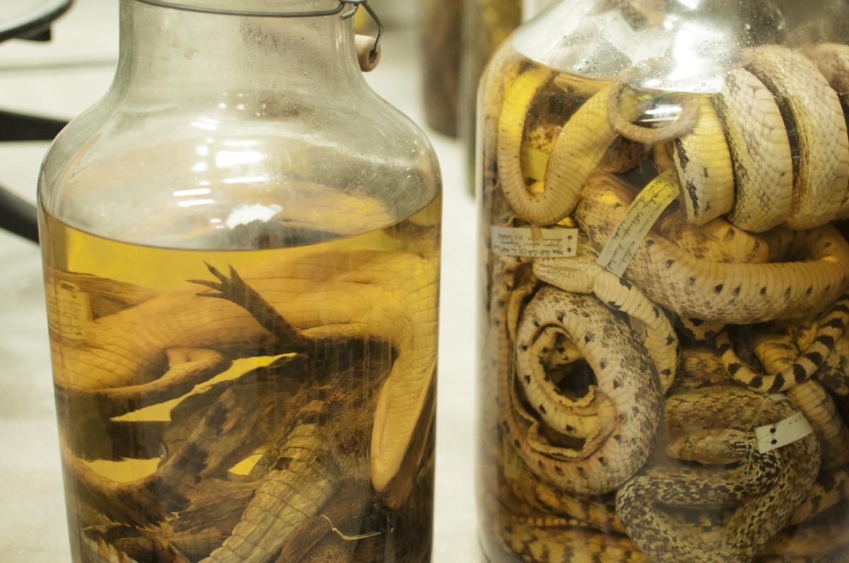 Reptiles in Jars at the Natural History Museum in Utah