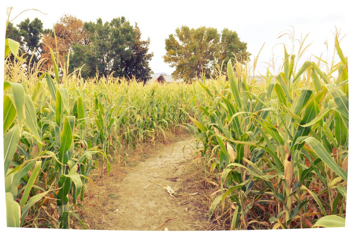 The Corn Maze at McCoard's Garden Center