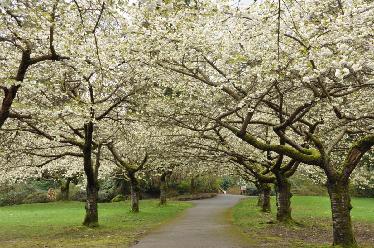 Cherry blossoms in Stanley Park