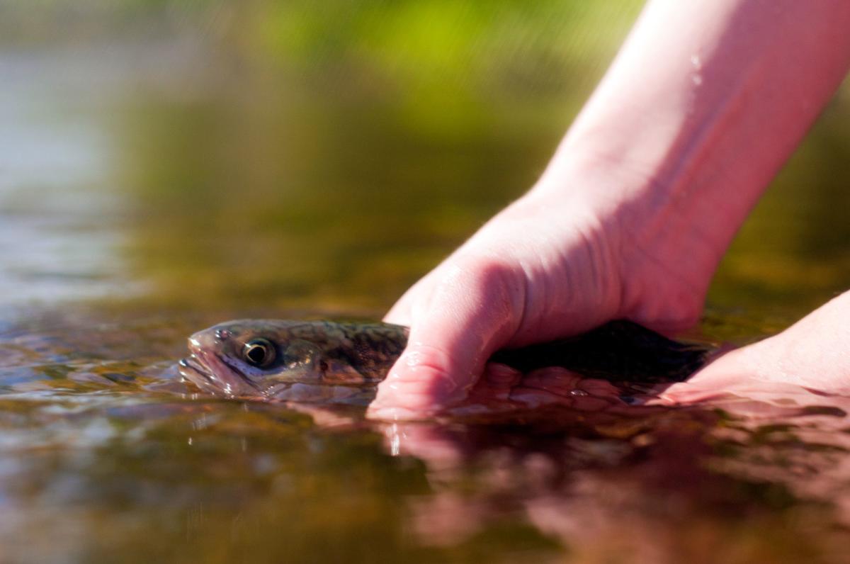 Waynesboro Fly Fishing and Wine Festival