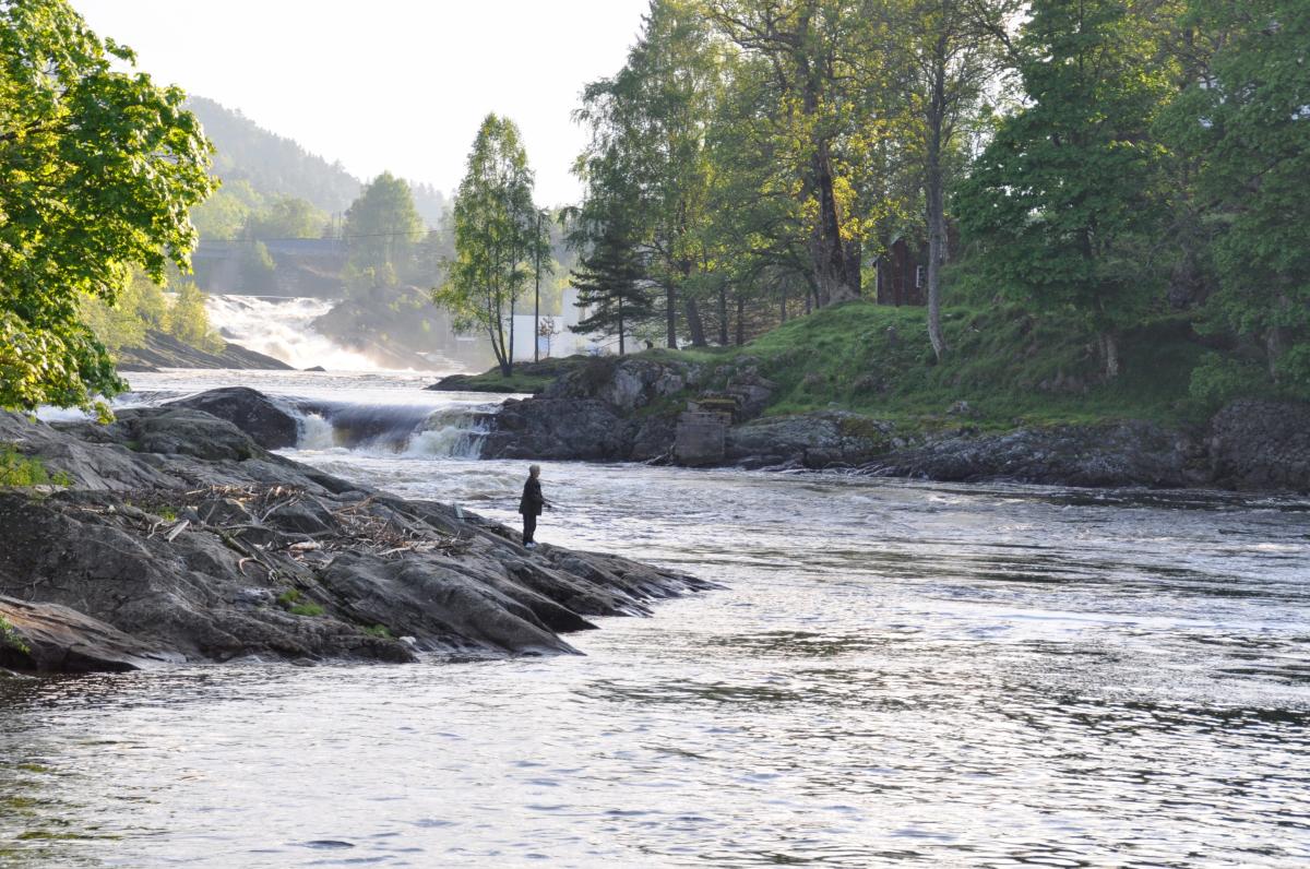 Laksefisker i Tovdalselva