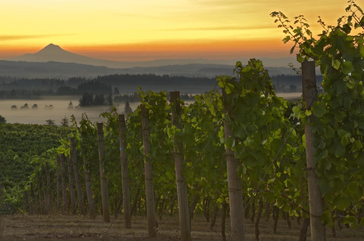 The Willamette Valley at sunrise with vineyards in the foreground and Mt. Hood in the distance.