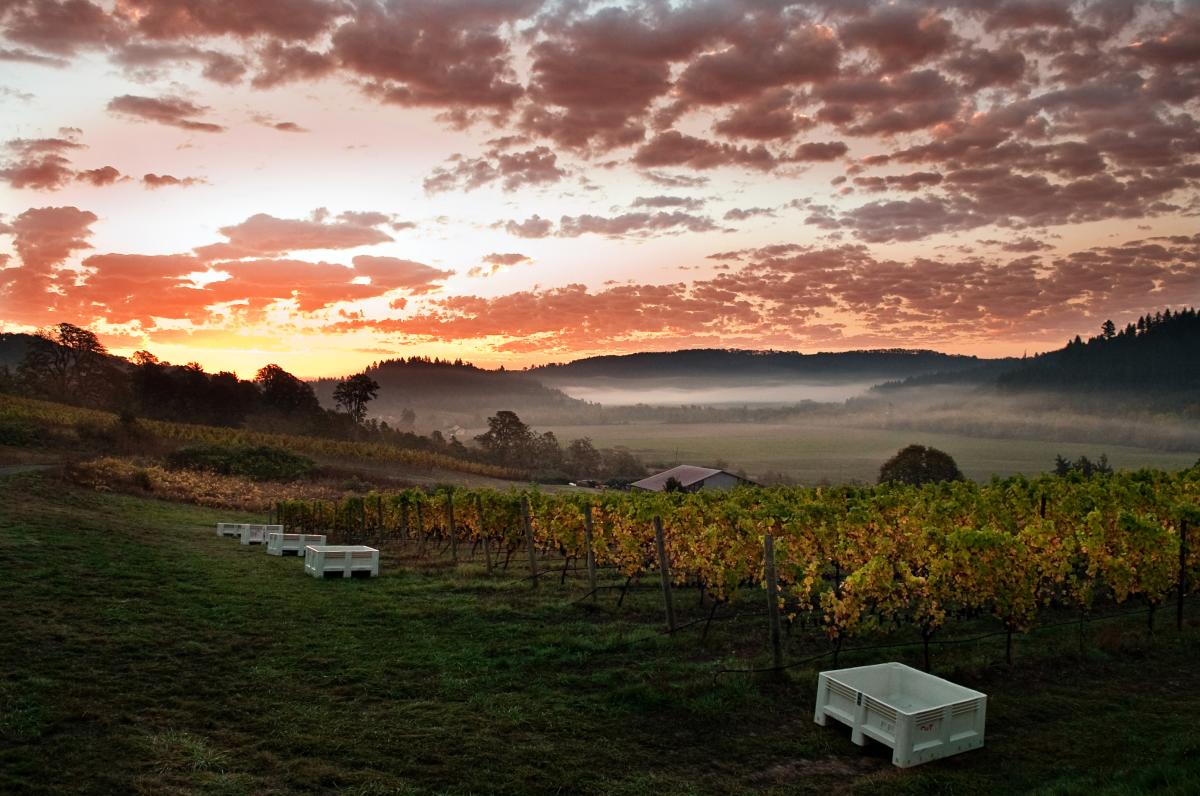 Colorful sunrise over a Willamette Valley vineyard during harvest.