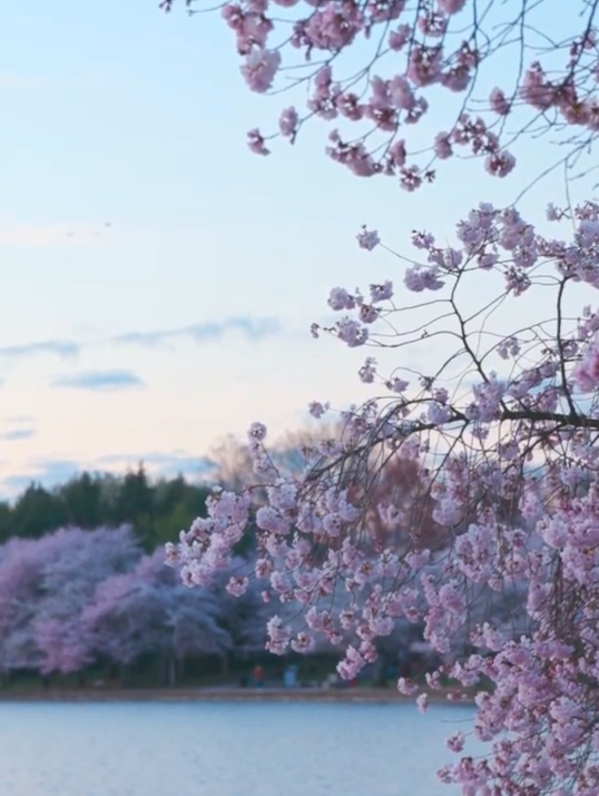Cherry Blossom Tour Screenshot